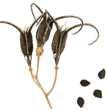 Devil claw seeds for sale  Kansas City