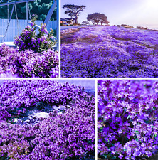 20000 creeping thyme for sale  Denver