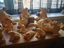 Pigtails pigs holland for sale  WATERLOOVILLE