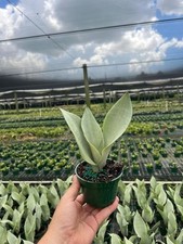 Moonshine sansevieria silver for sale  Bay City