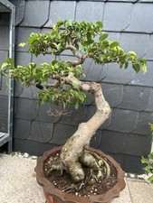Bonsai ficus benjamin gebraucht kaufen  Remscheid