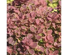 Berberitze floraself berberis gebraucht kaufen  Deutschland