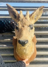 Taxidermy roe deer for sale  LANCASTER