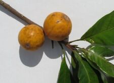 Pouteria nordestinensis for sale  Glasgow