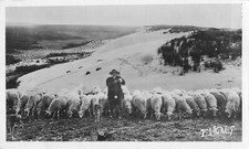 moutons d'occasion  Expédié en Belgium