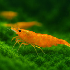 gal 20 bait tank for sale gal 20 bait tank for sale Westminster