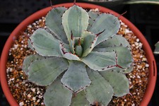 Agave kissho kan for sale  Miami