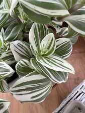 Tradescantia giant white for sale  DARWEN