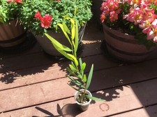 Acacia tree golden for sale  Camarillo