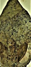 Interessantes bonebed fischzä gebraucht kaufen  Deutschland