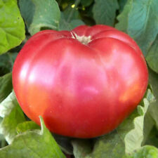 Giant belgian pink for sale  Berwyn