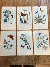butterfly prints for sale butterfly prints for sale Mount Vernon