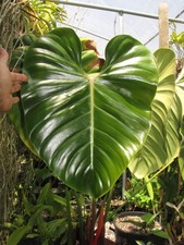 lovely indoor plant for sale lovely indoor plant for sale San Diego
