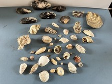Vintage sea shells for sale  BUNTINGFORD