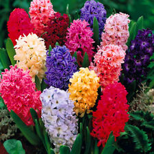 Hyacinth mixed colours for sale  UK