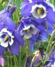 Columbine blue perennial for sale  Mineral Wells