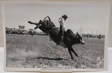 Harry tompkins bull usato  Spedire a Italy