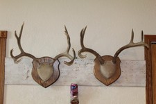 Pair mule deer for sale  Brandon