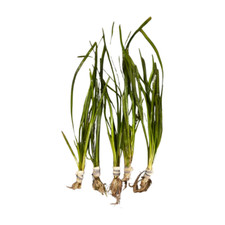 Vallisneria americana natans gebraucht kaufen  Püttlingen