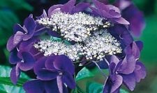 Hydrangea blue bird for sale  CRANBROOK
