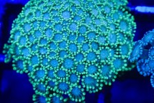 Ultra green alveopora for sale  BARNOLDSWICK
