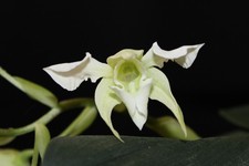 Dendrobium forbesii var. usato  Spedire a Italy
