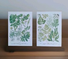 Wildflowers garden herb for sale  BIRKENHEAD