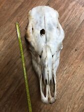 cow skull for sale cow skull for sale UK