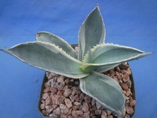 Agave gypsophila ivory for sale  Tucson