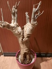 Adansonia digitata xxl gebraucht kaufen  Laboe