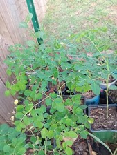 Moringa rooted live for sale  Greenville