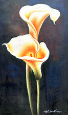Calla lily for sale  Indianapolis