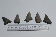 Konvolut isurus hastalis gebraucht kaufen Konvolut isurus hastalis gebraucht kaufen  Stuttgart