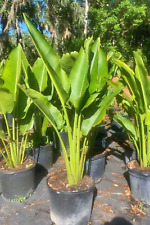 7gal travelers palm for sale  Kissimmee