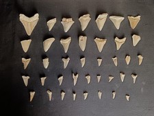Raro lotto denti usato  Torre di Mosto