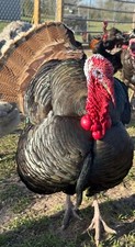 Turkey hatching eggs for sale  Cleveland