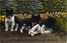 Postcard eskimo sled for sale  Maryville