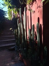 Great choice cacti usato  Caronia