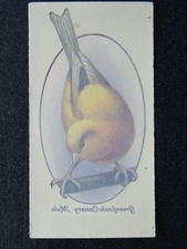 Greenfinch canary mule for sale  UK