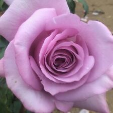 Hybrid tea rose for sale  HAVERFORDWEST