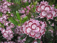 Mountain laurel minuet for sale  Manchester