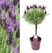 Lavender anouk lollipop for sale  GLASGOW