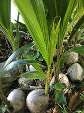 Coconut tree live for sale  Hollywood