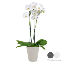 Tall premium white for sale  Denver
