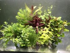 100 aquariumpflanzen wasserpfl gebraucht kaufen  Oberottmarshausen