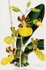 Oncidium splendidum stunning for sale  Melbourne