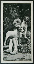 Smooth fox terrier for sale  DERBY
