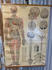 Antique vintage anatomical for sale  LETCHWORTH GARDEN CITY