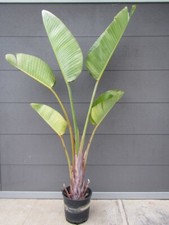 Strelitzia nicolai weiße gebraucht kaufen  Wuppertal