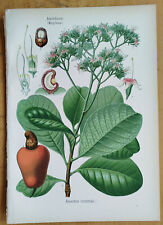 Cashew botanischer druck gebraucht kaufen  Neuendettelsau